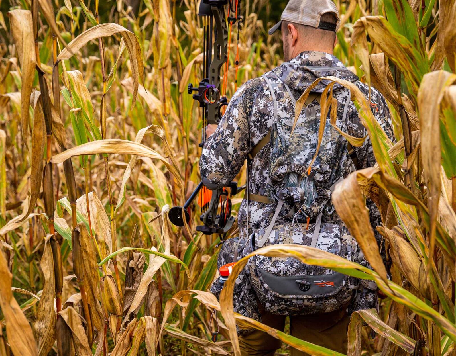 A bowhunter walks through corn stalks.