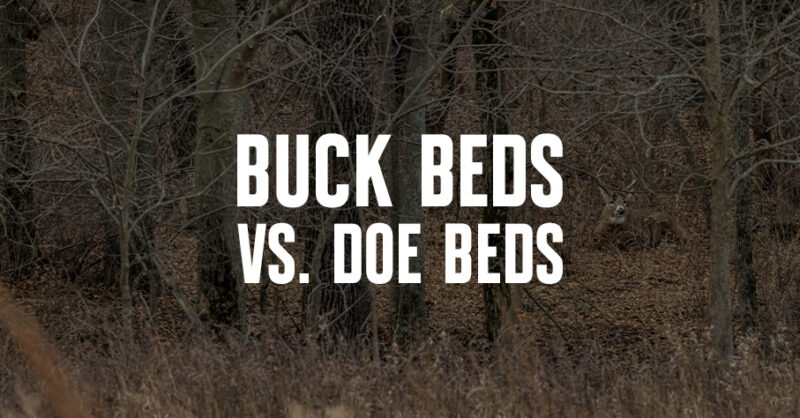 A buck bed with "Buck Beds vs Doe Beds" overlaid in white text.