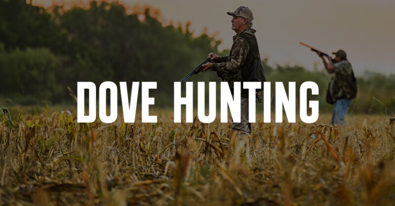Dove hunters in the field.