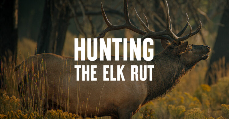 An elk with "Hunting the Elk Rut" overlaid in white text.