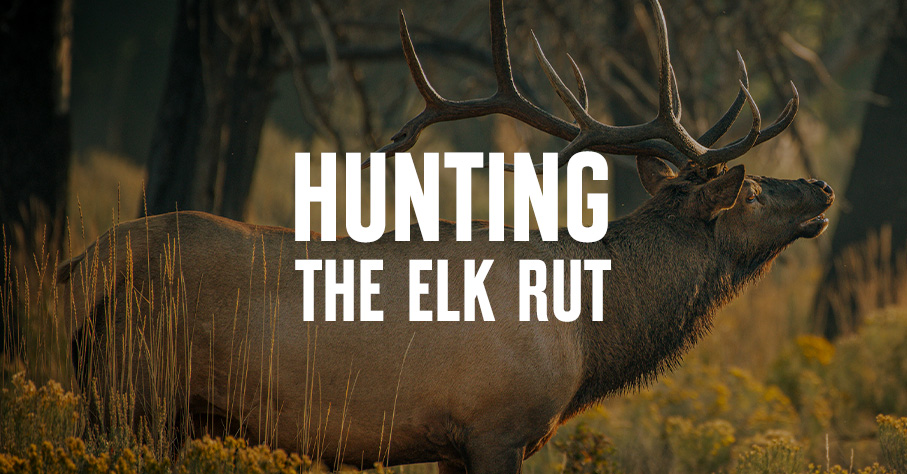 An elk with "Hunting the Elk Rut" overlaid in white text.