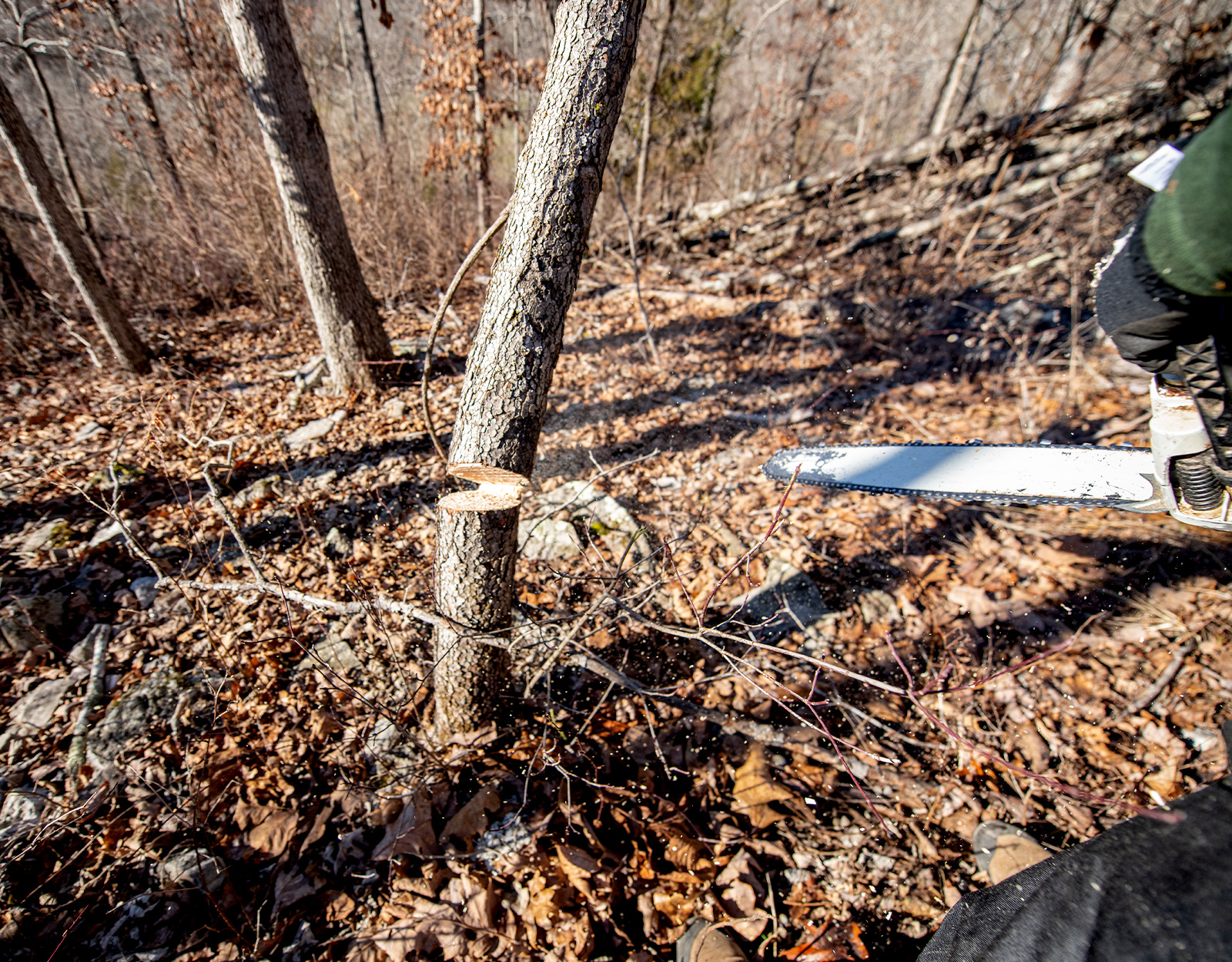 Hinge-cutting a tree.