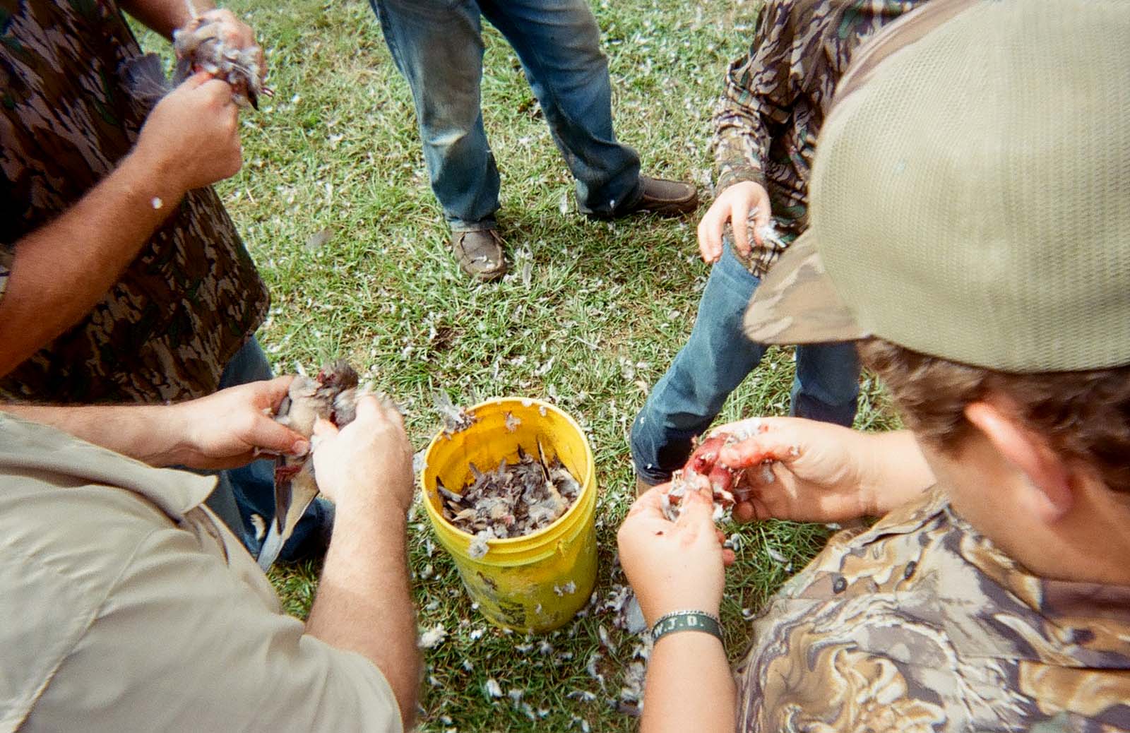 A group defeathers their dove harvest.