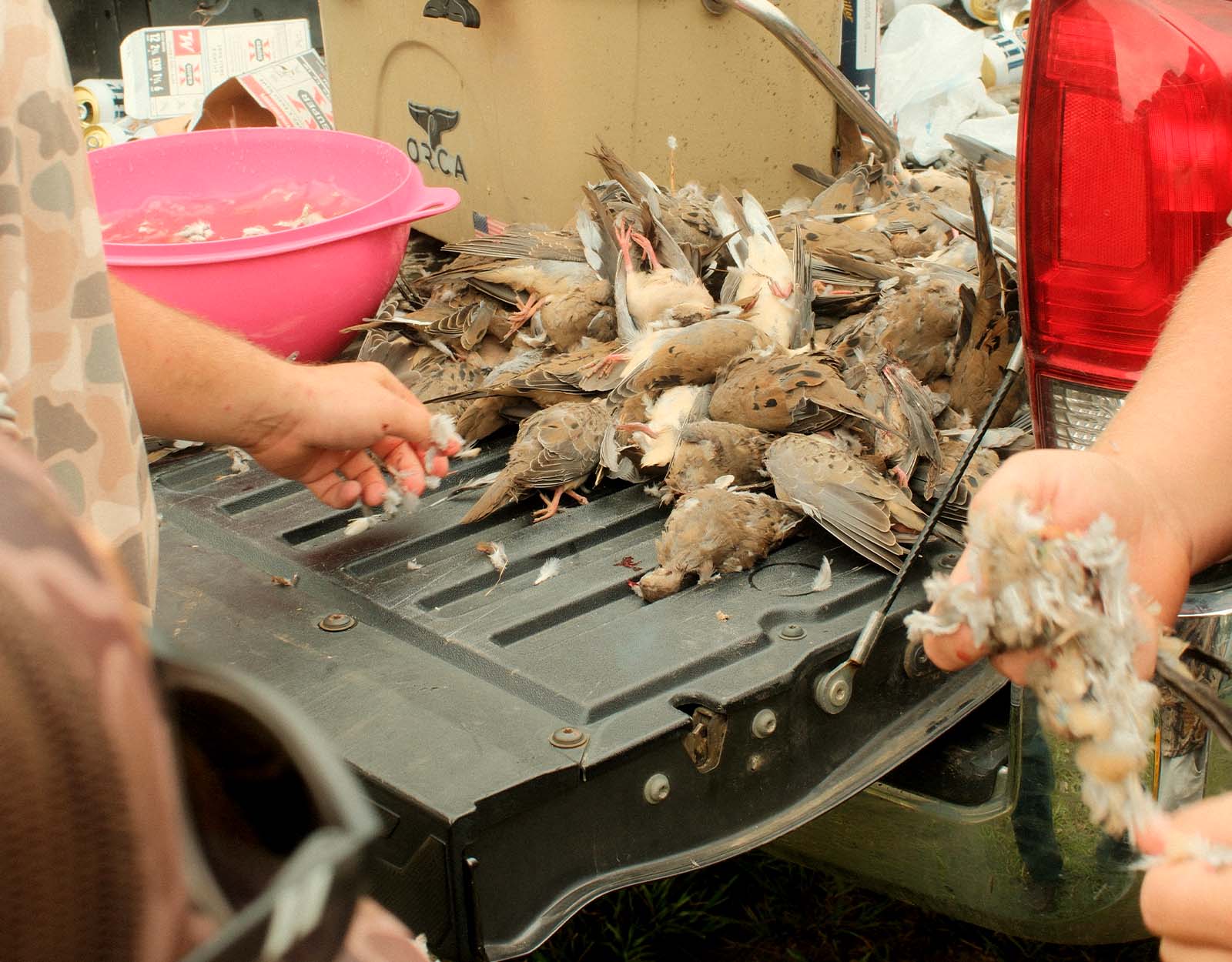 Mourning doves on a tailgate.