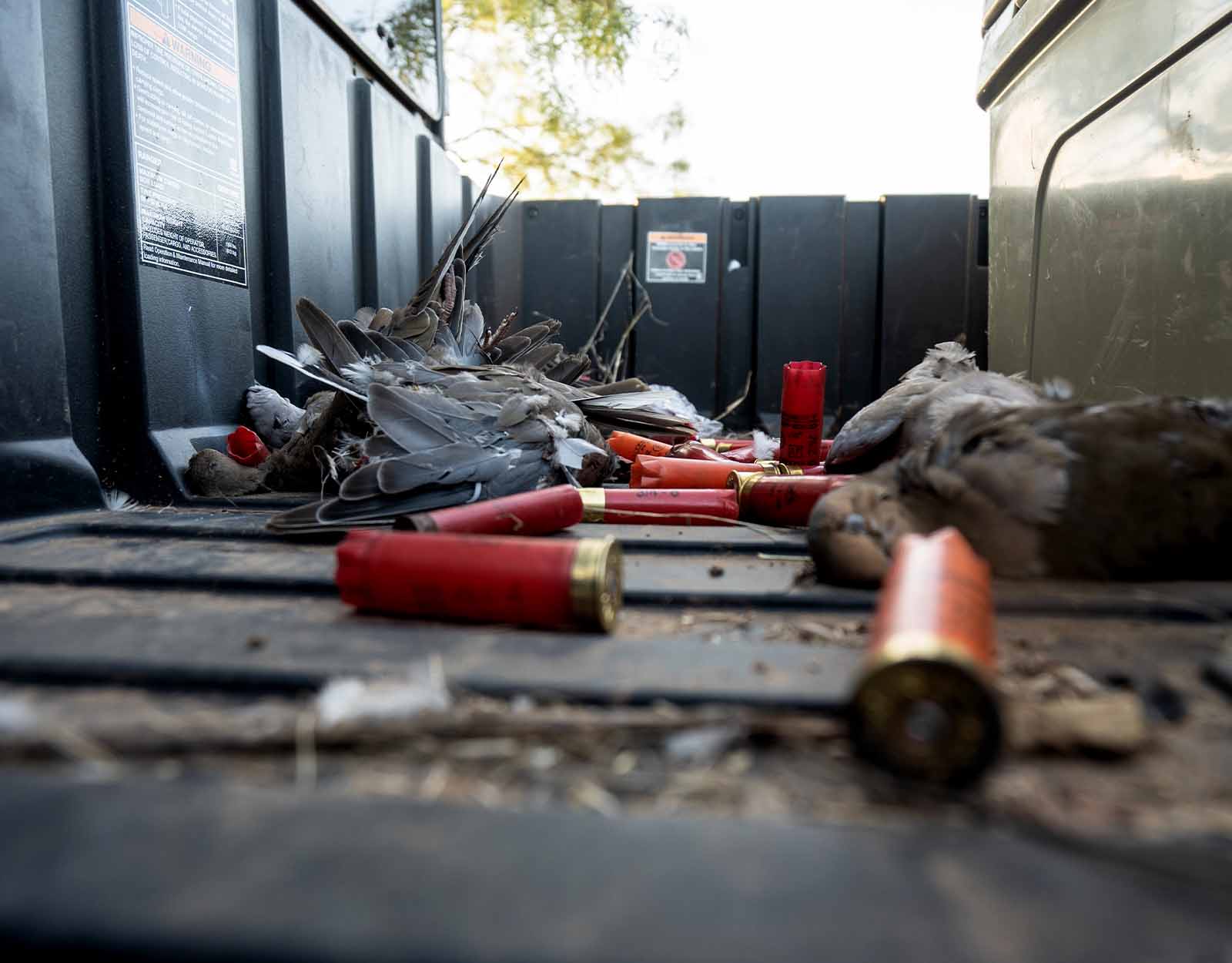 Doves in a truck bed.