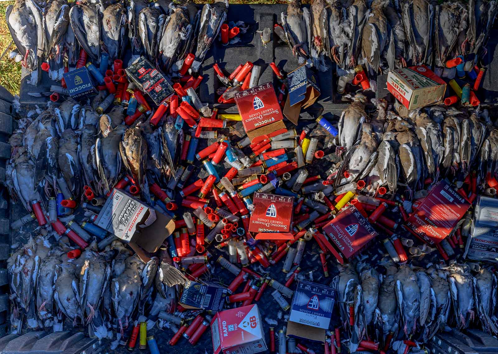 Harvested mourning doves.