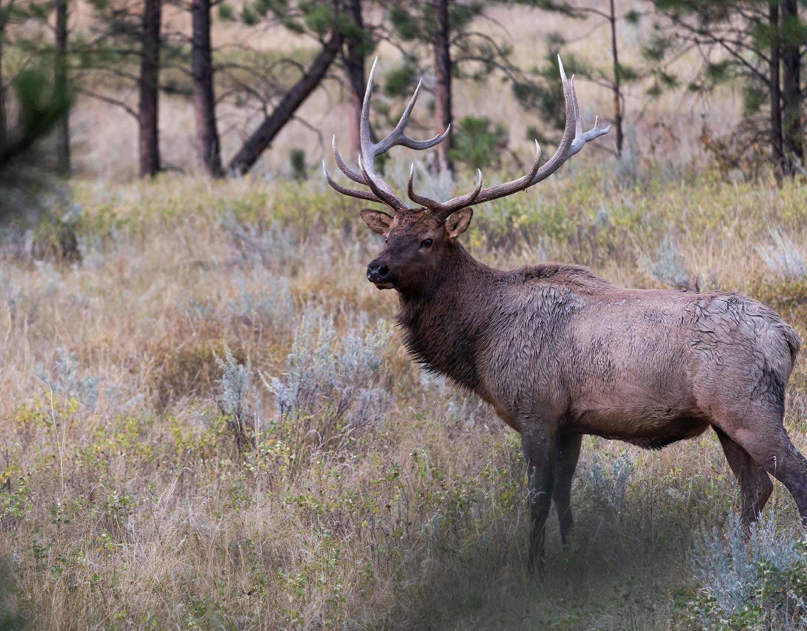 A bull elk stands broadside. 