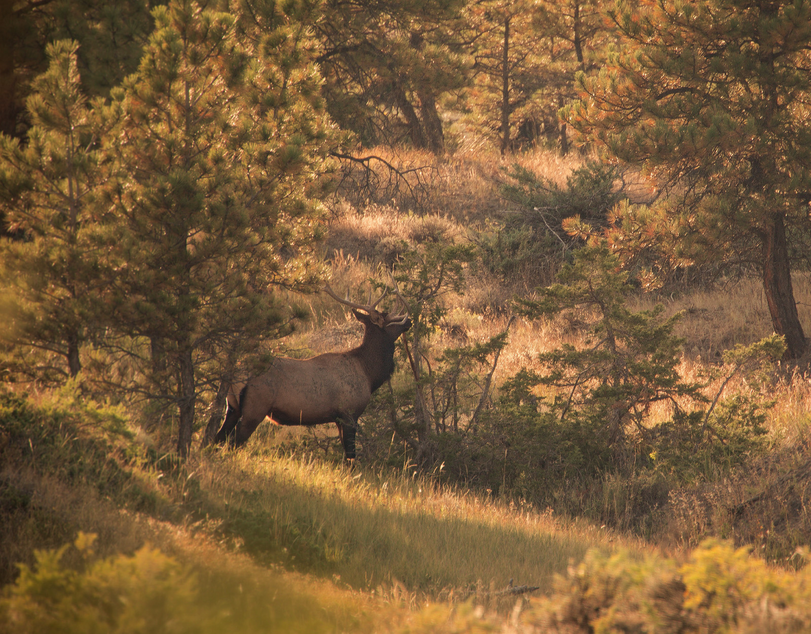 A bull elk stands in the opening of some timber. 