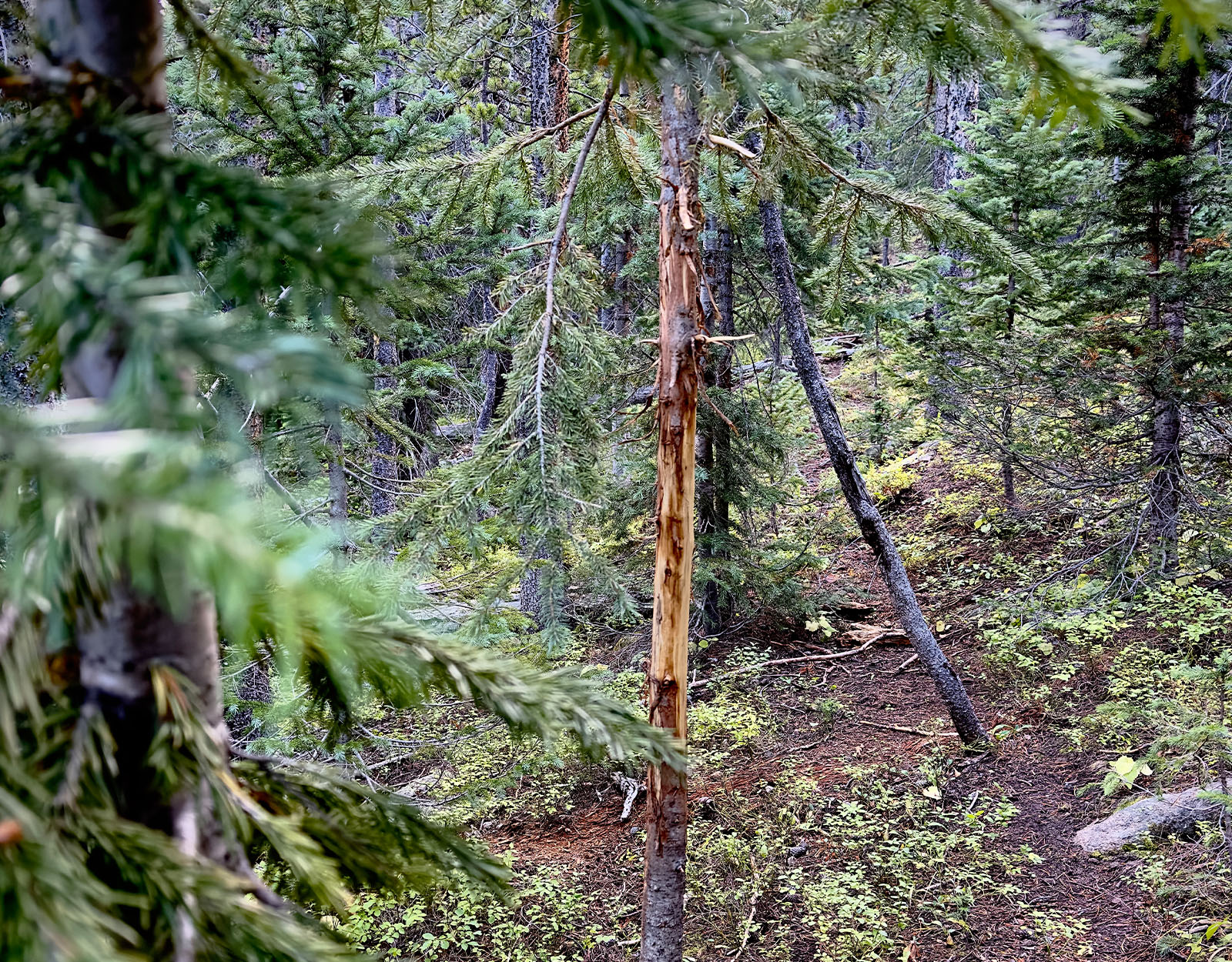 An elk rub in heavy timber. 