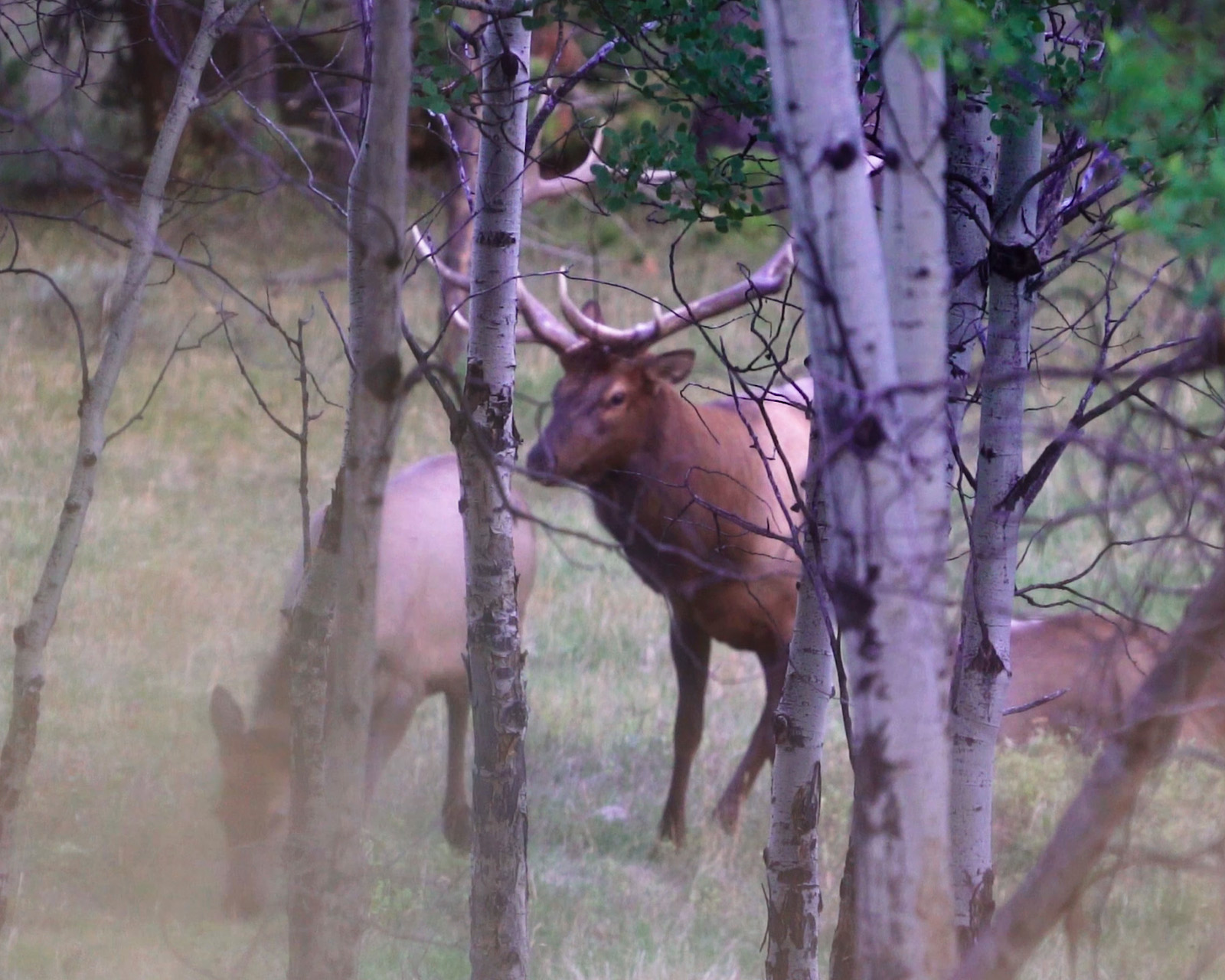 A bull elk with a couple of cow elk. 