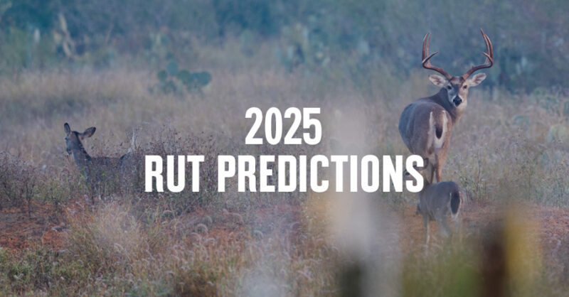 Whitetail deer with "2025 rut predictions" overlaid in text.