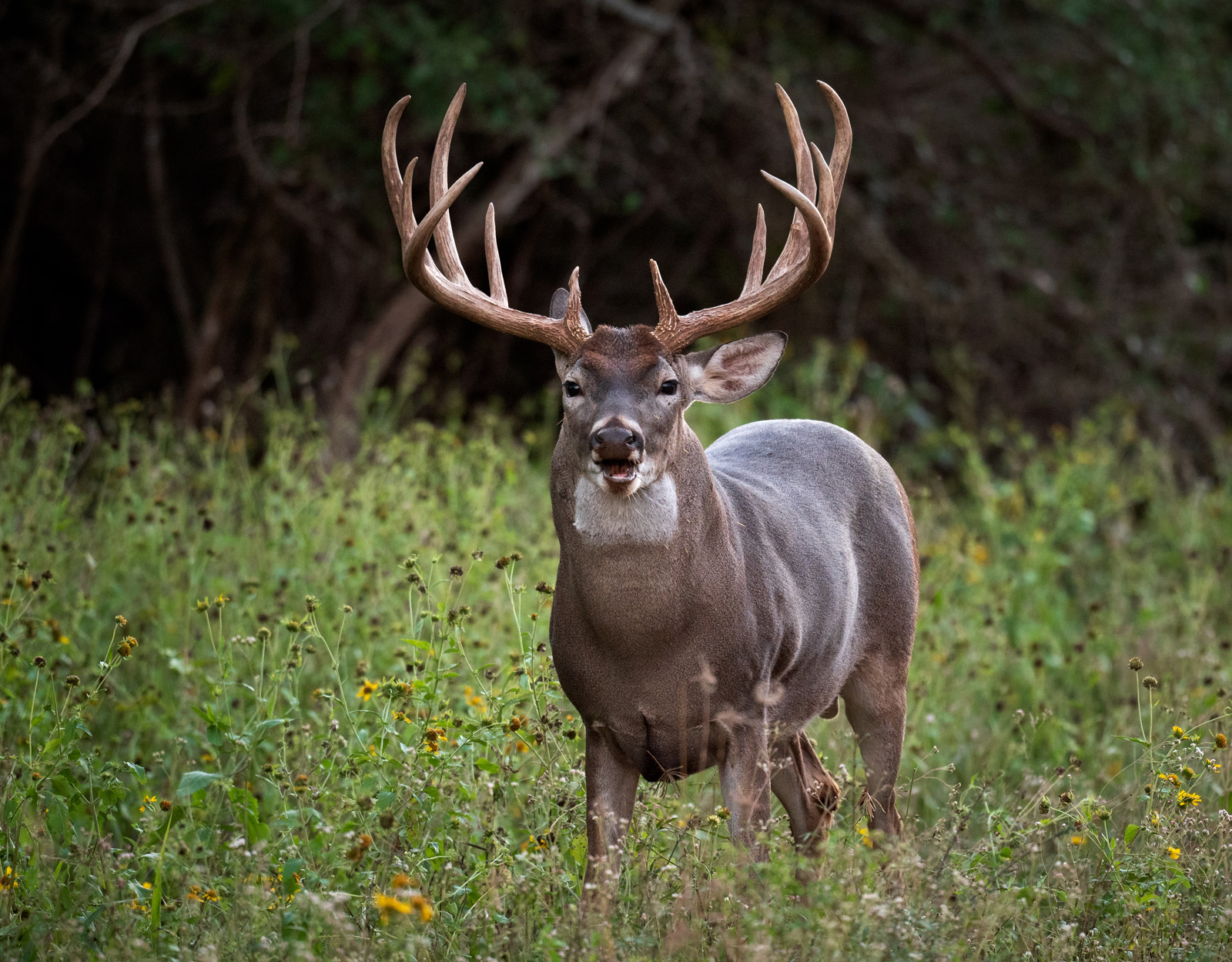 A whitetail buck stares into the camera, standing in green shrubbery. 