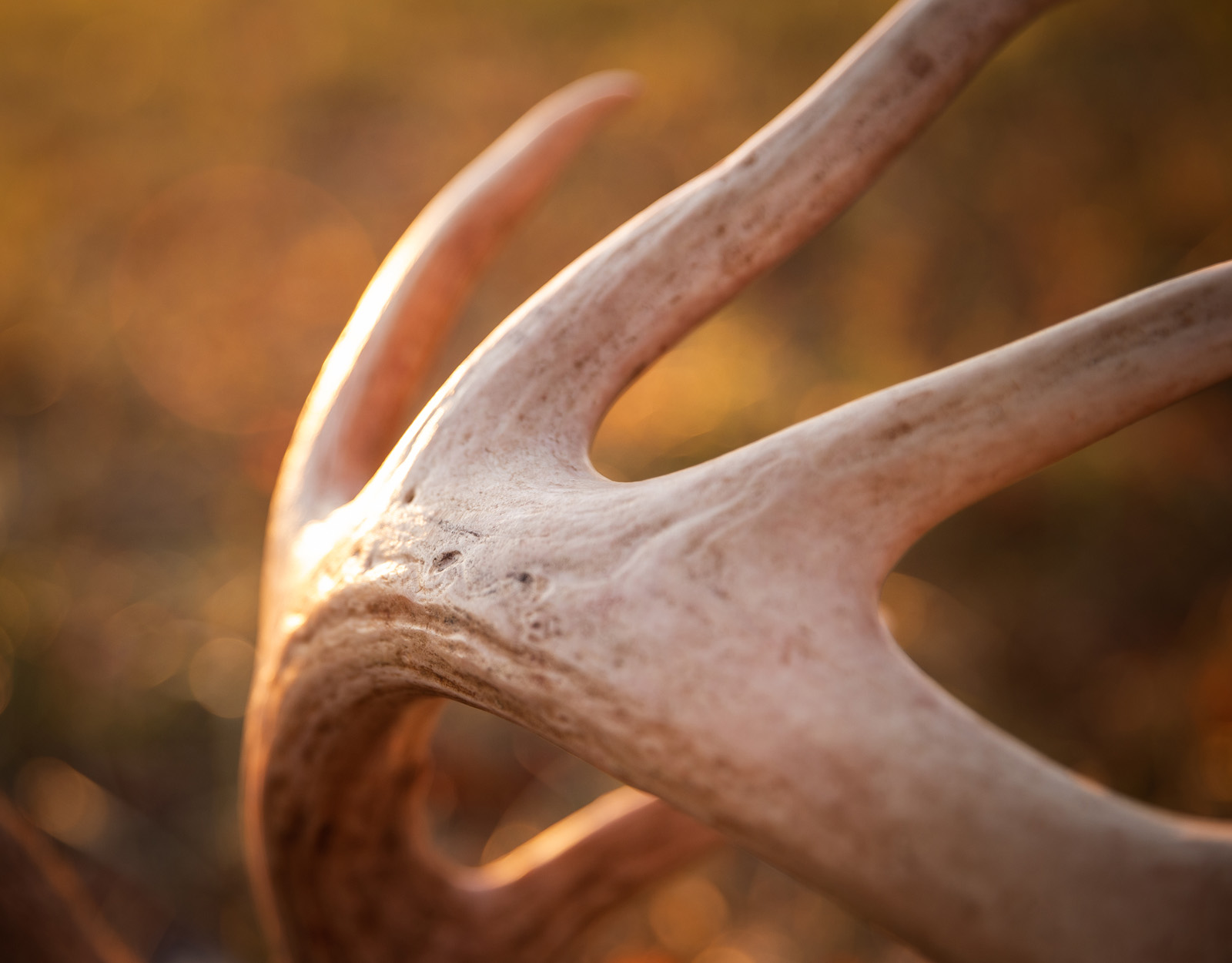 Close up of a whitetail antler. 