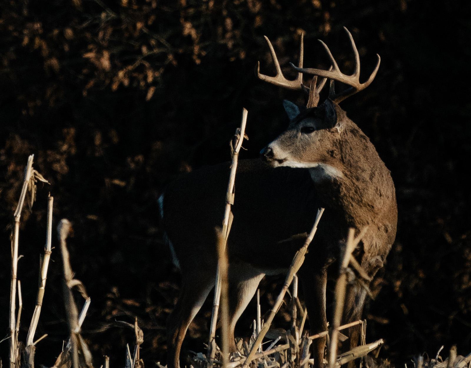 A whitetail buck stands in tall grass. 