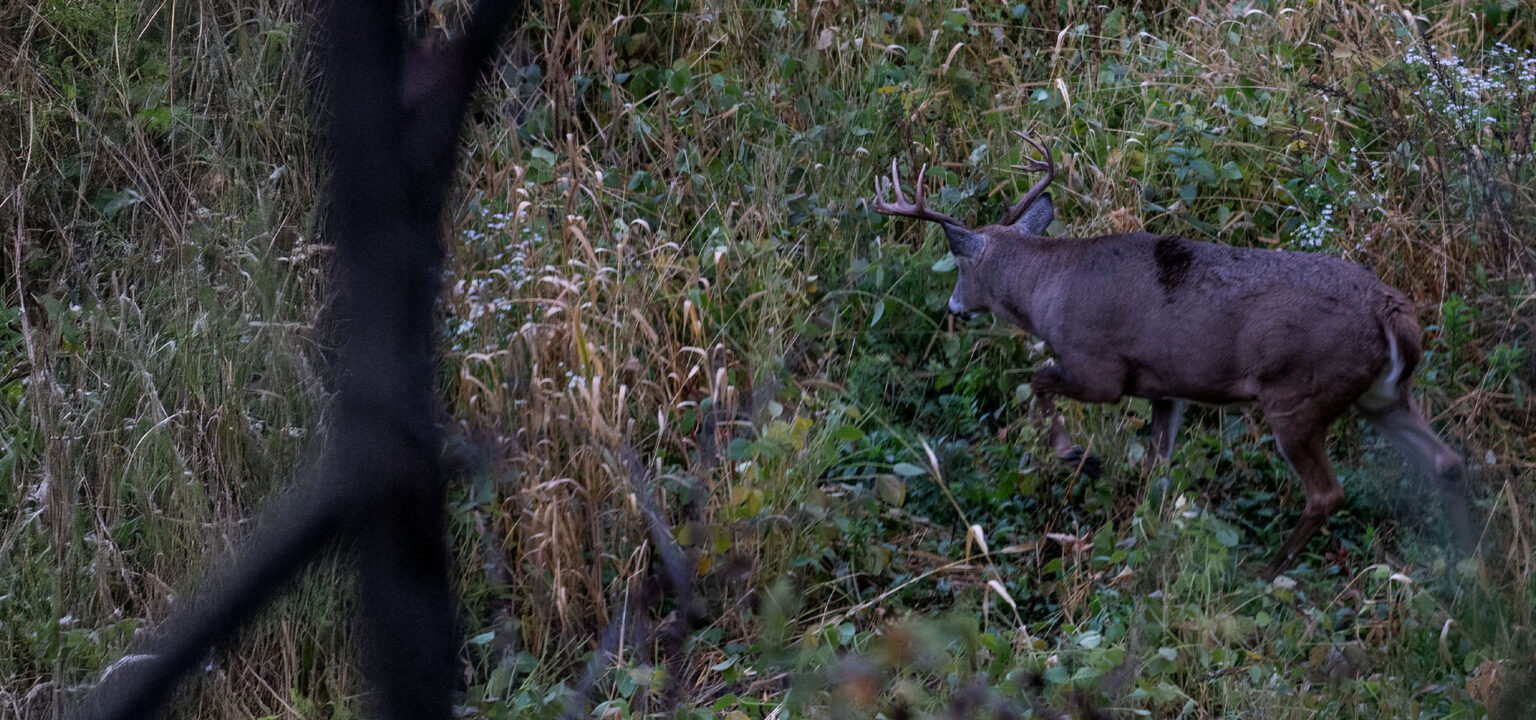 Deer Rut Guide | Rut Report, Predictions & More | onX Hunt