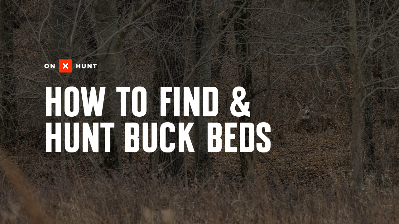 A deer bed with "how to find and hunt buck beds" overlaid.