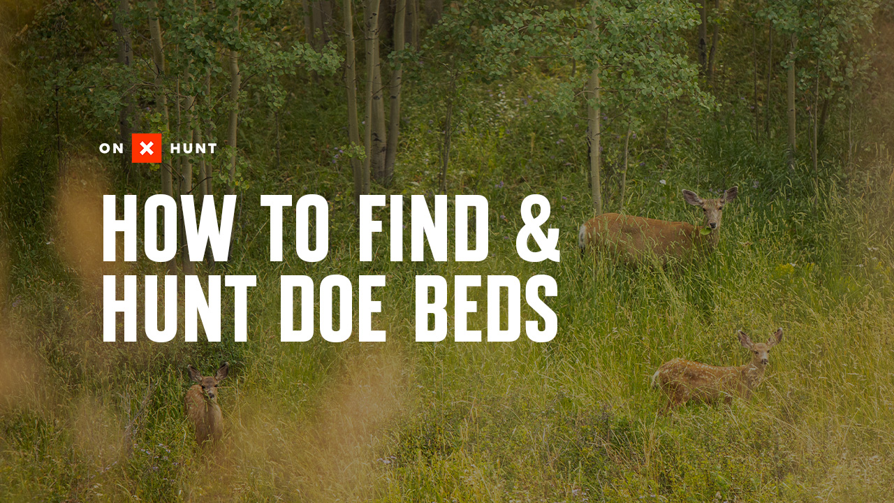 A deer bed with "how to find and hunt doe beds" overlaid.