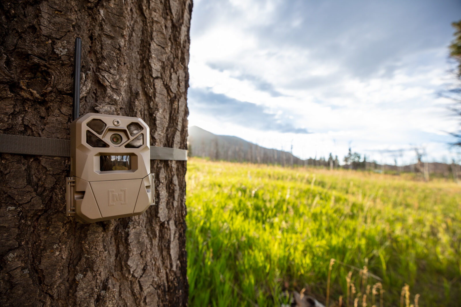 moultrie trail cam on a tree