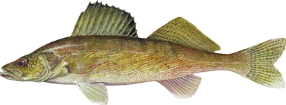 A walleye illustration.
