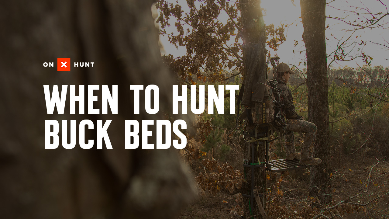 A deer bed with "when to hunt buck beds" overlaid.