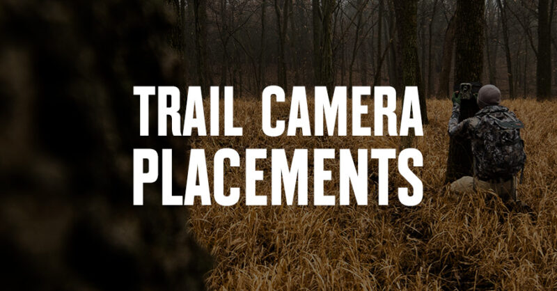 A hunter places a trail camera on a tree.