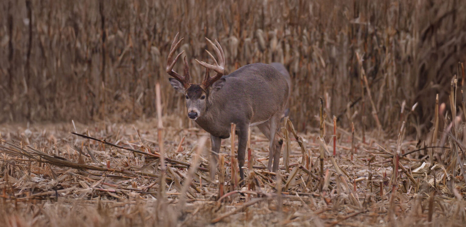 Deer Movement Forecast for Better Planning onX Hunt