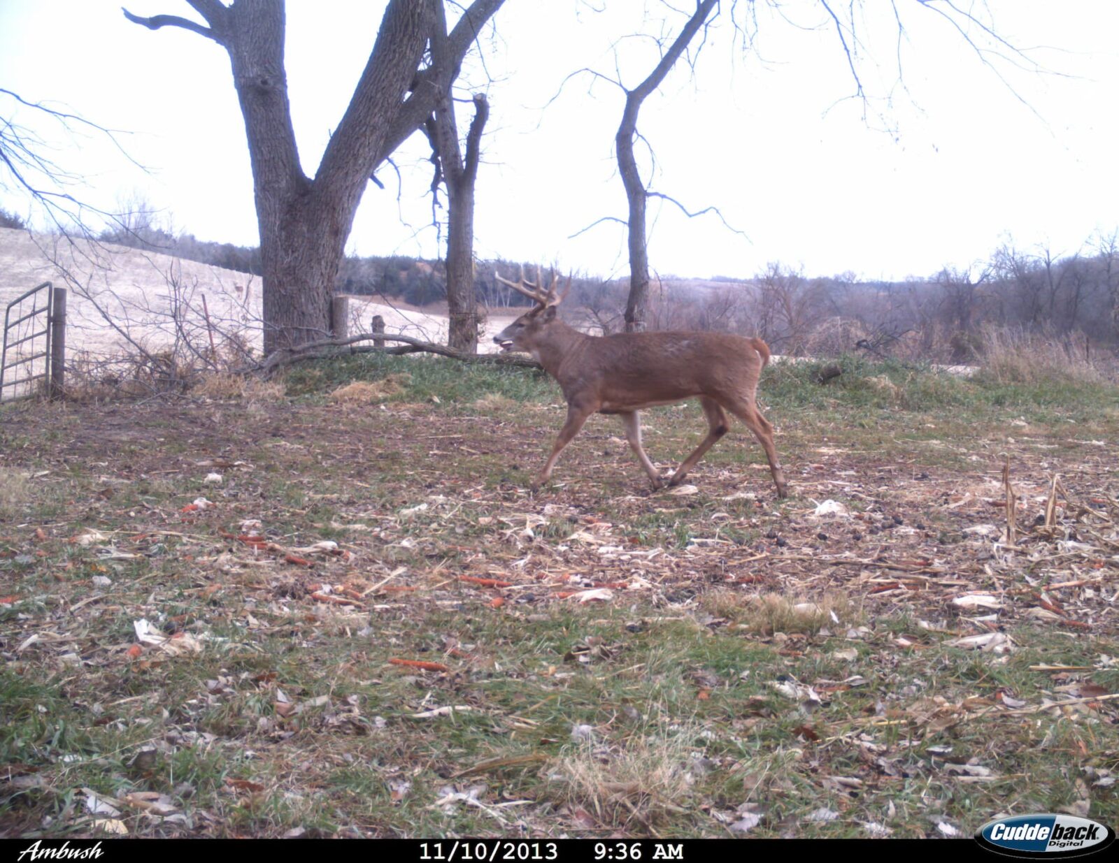 A whitetail deer captured on a trail camera image.