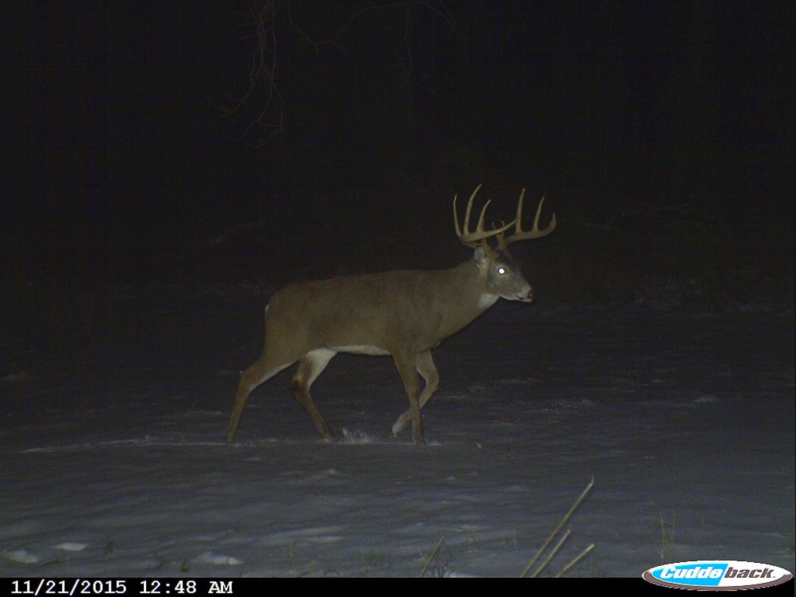 A whitetail deer captured on a trail camera image.