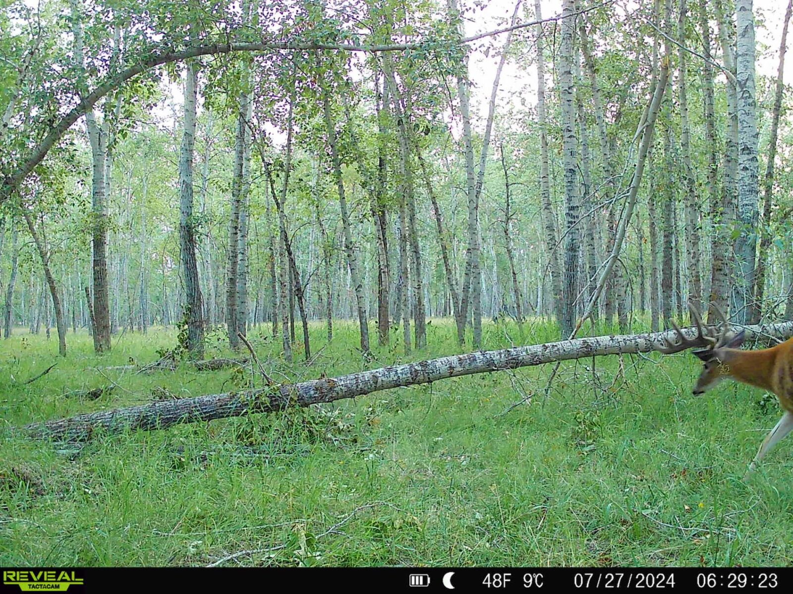 A whitetail deer captured on a trail camera image.