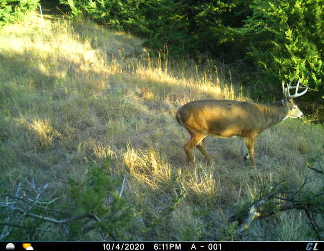 A whitetail deer captured on a trail camera image.