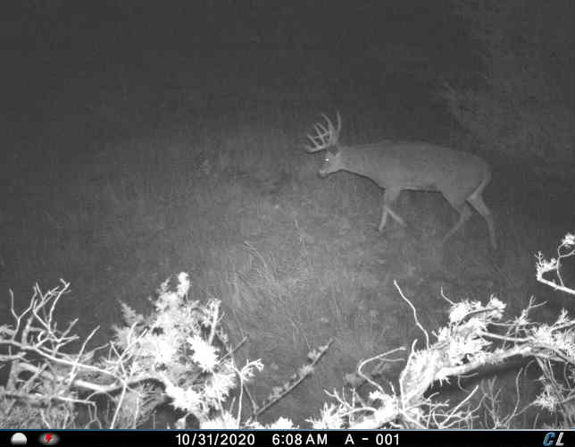 A whitetail deer captured on a trail camera image.