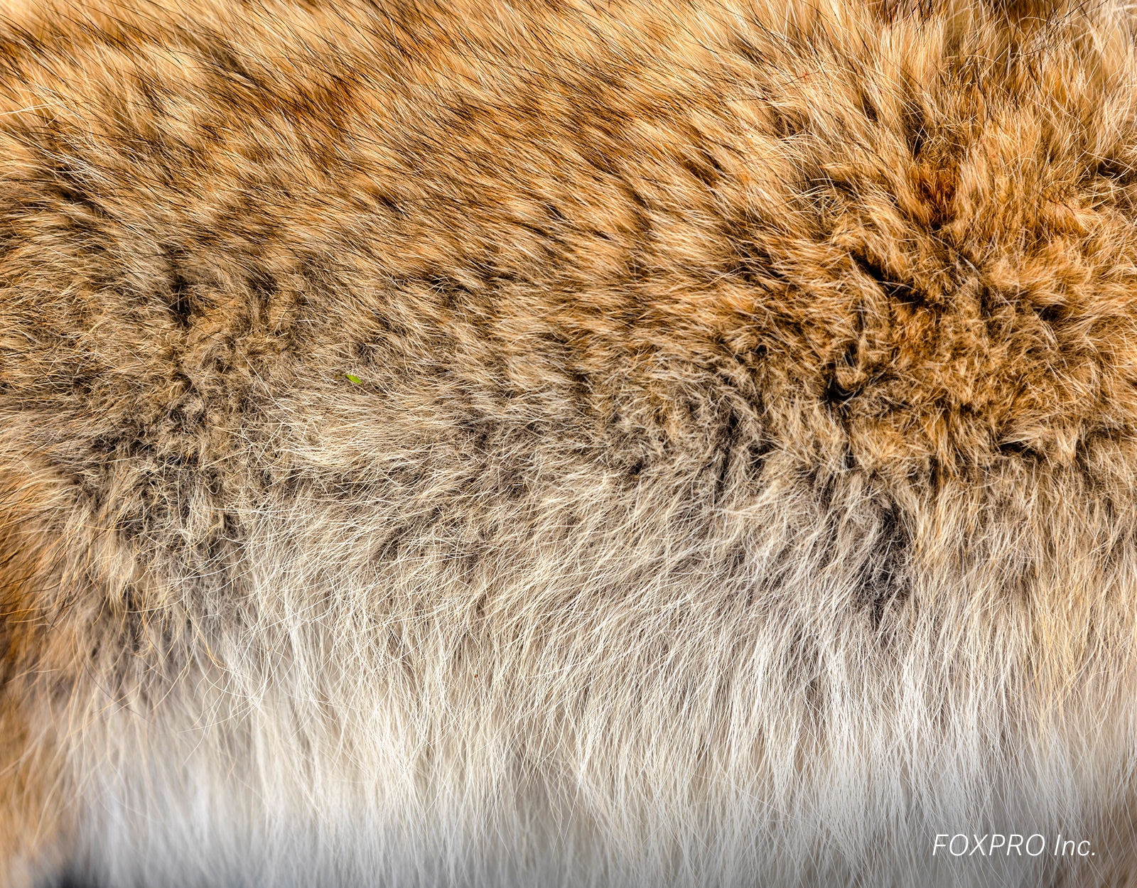 A closeup for coyote fur.