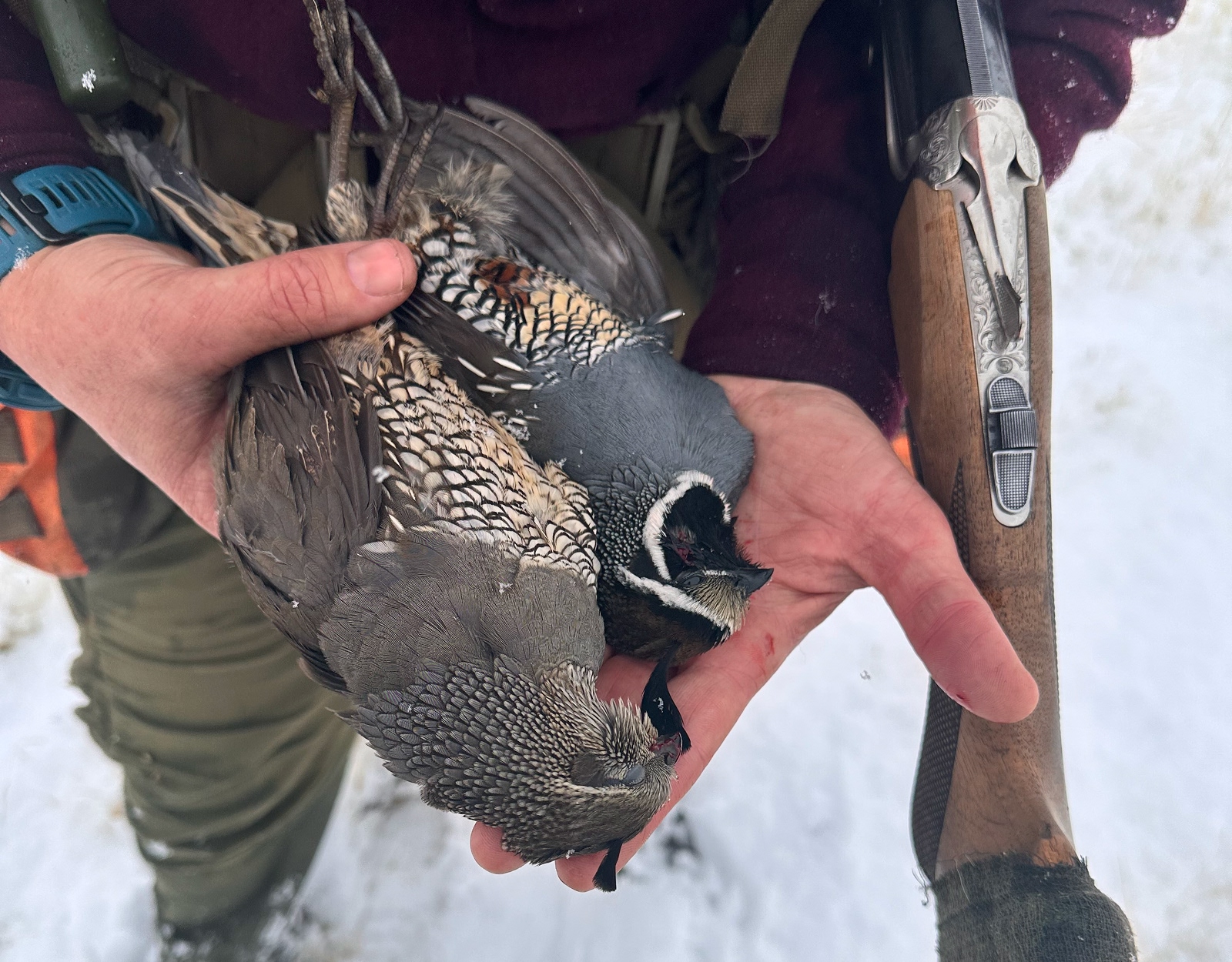 Hands holding a quail.
