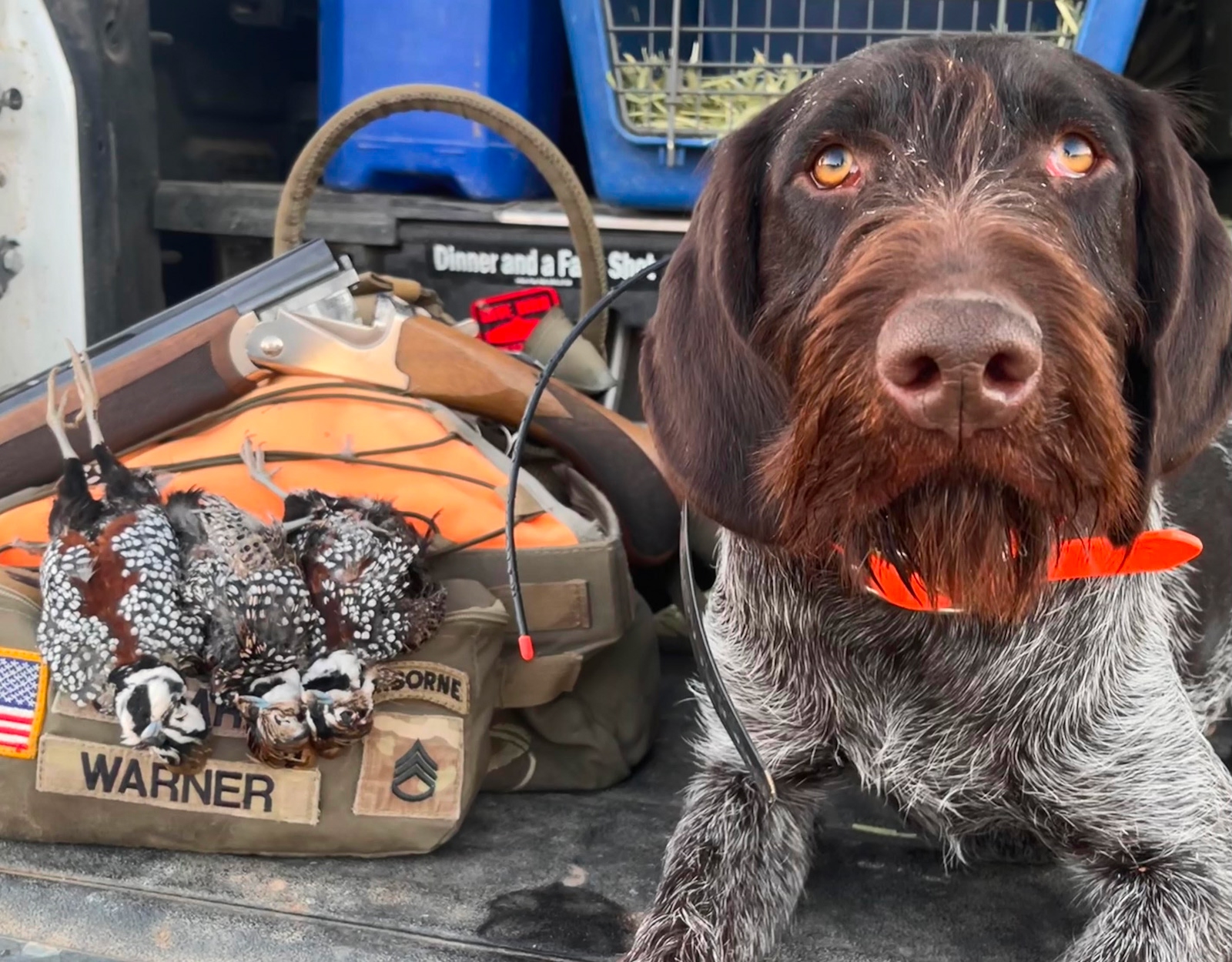 A quail hunting dog poses next to its quarry.
