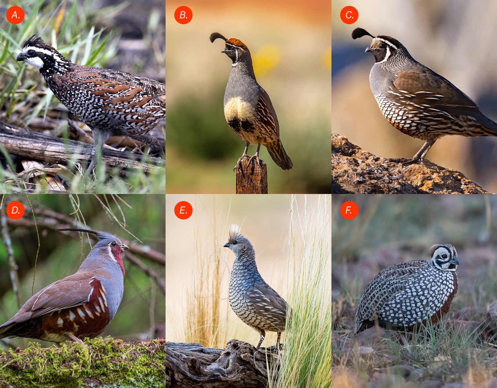 A series of photos showing the six different species of quail.