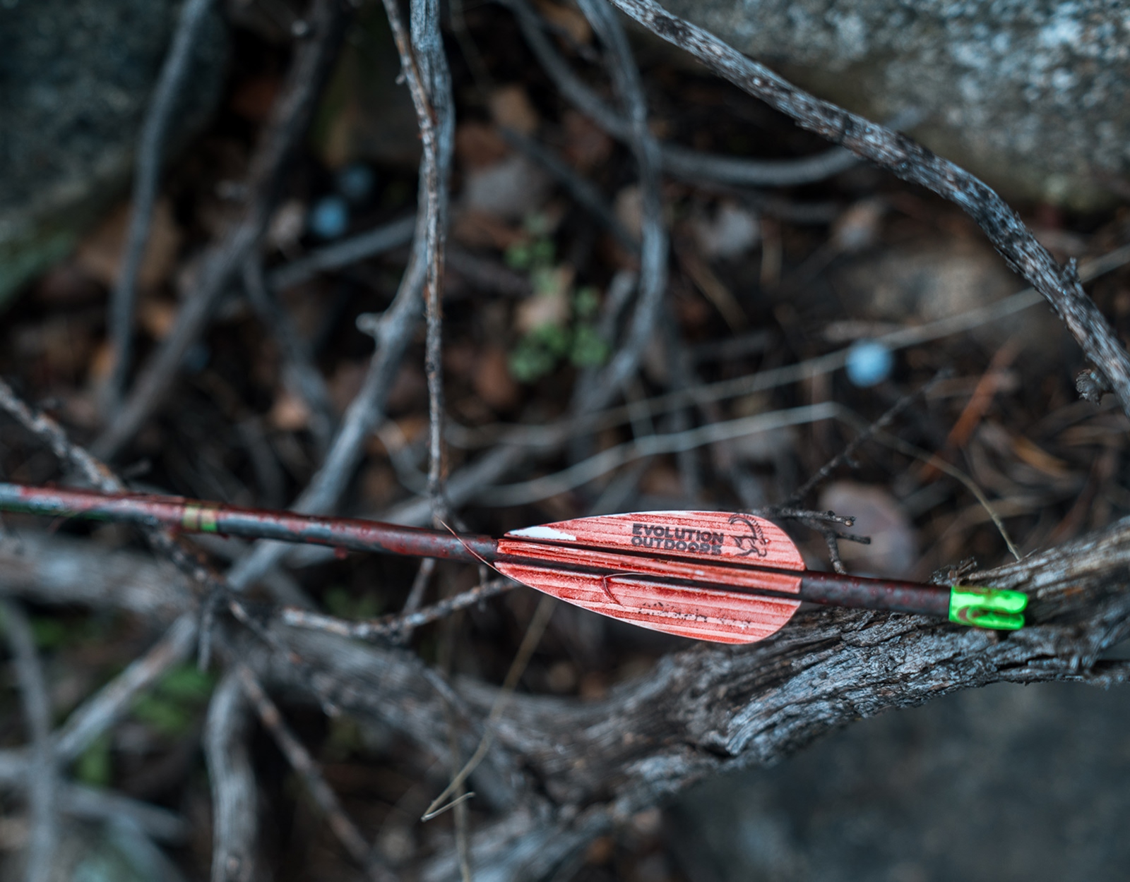 A bloodied arrow in twigs. 