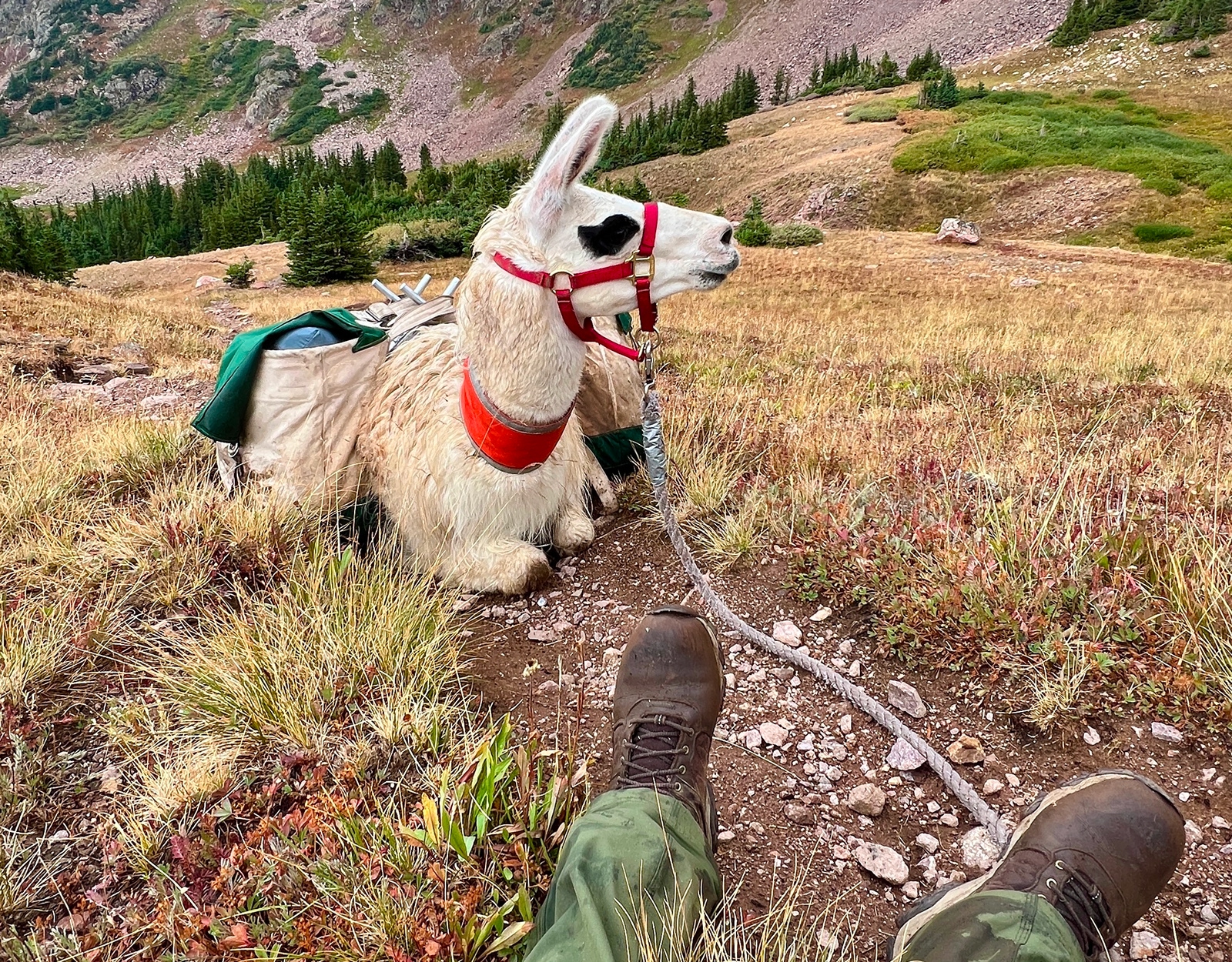 A man and a llama sit down on a single track trail in the mountains to take a break.
