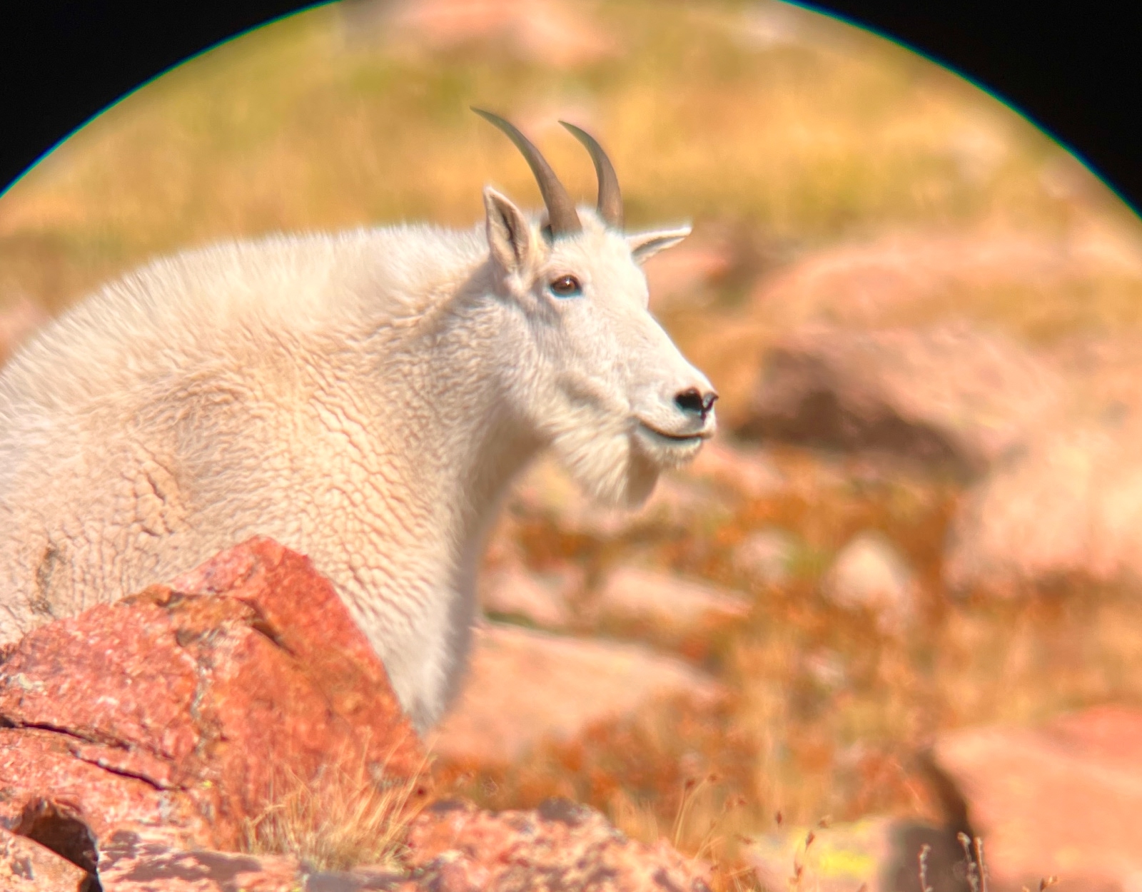 A goat in a spotter.