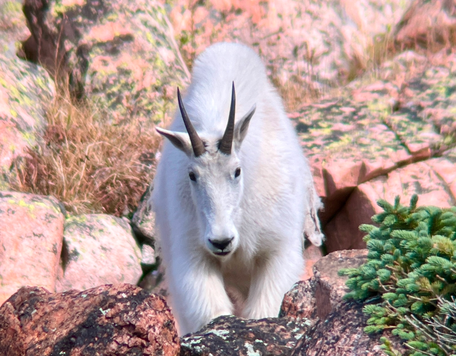 A mountain goat walks toward the camera.