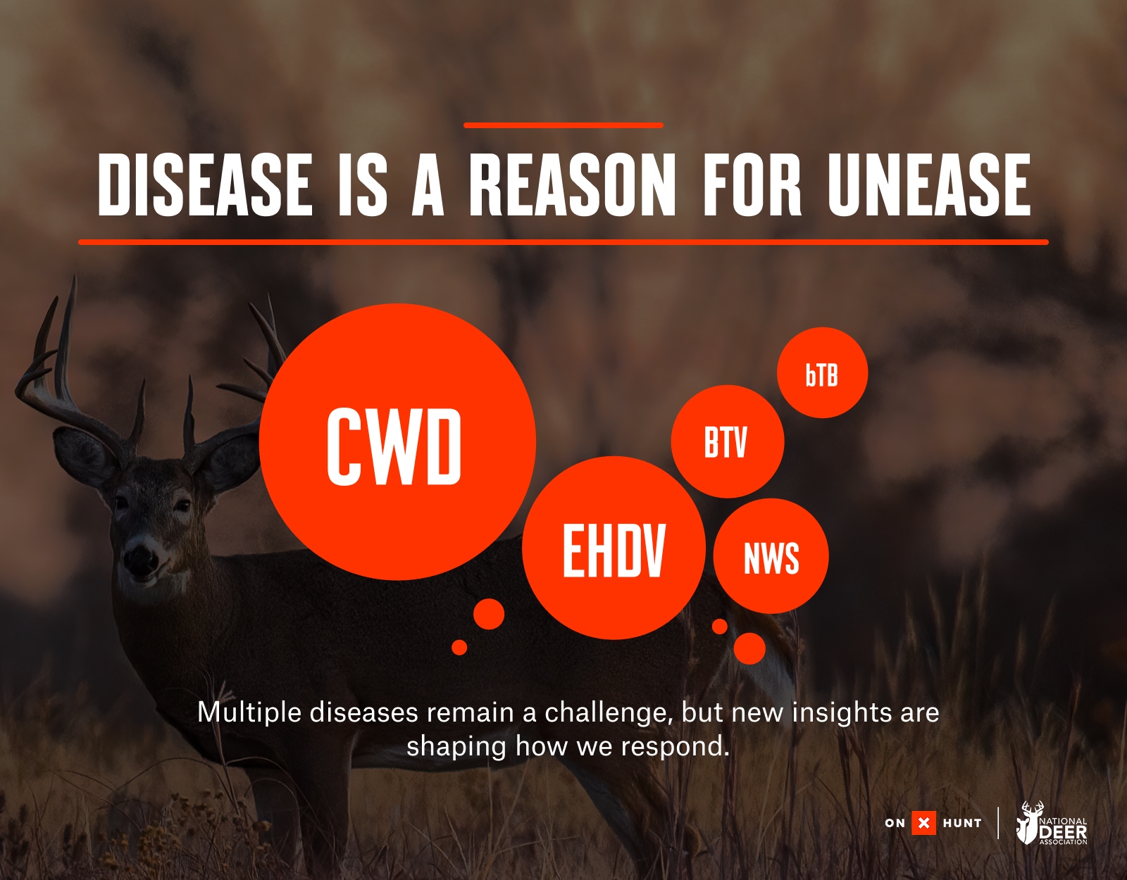 Infographic detailing NDA Deer Report insights.