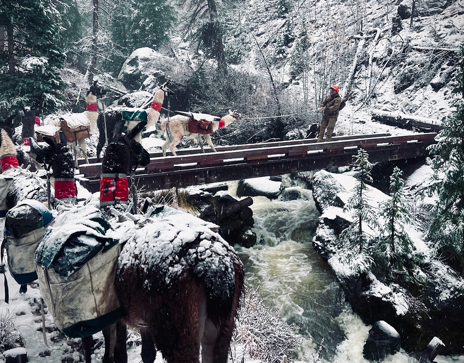 A string of pack llamas crosses a snowy bridge in the mountains.