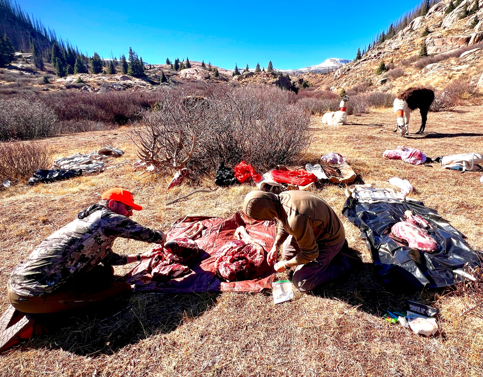 A group of hunters field dress elk in the wilderness.