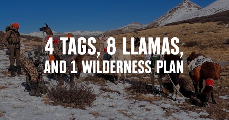 A group of hunters and pack llamas.