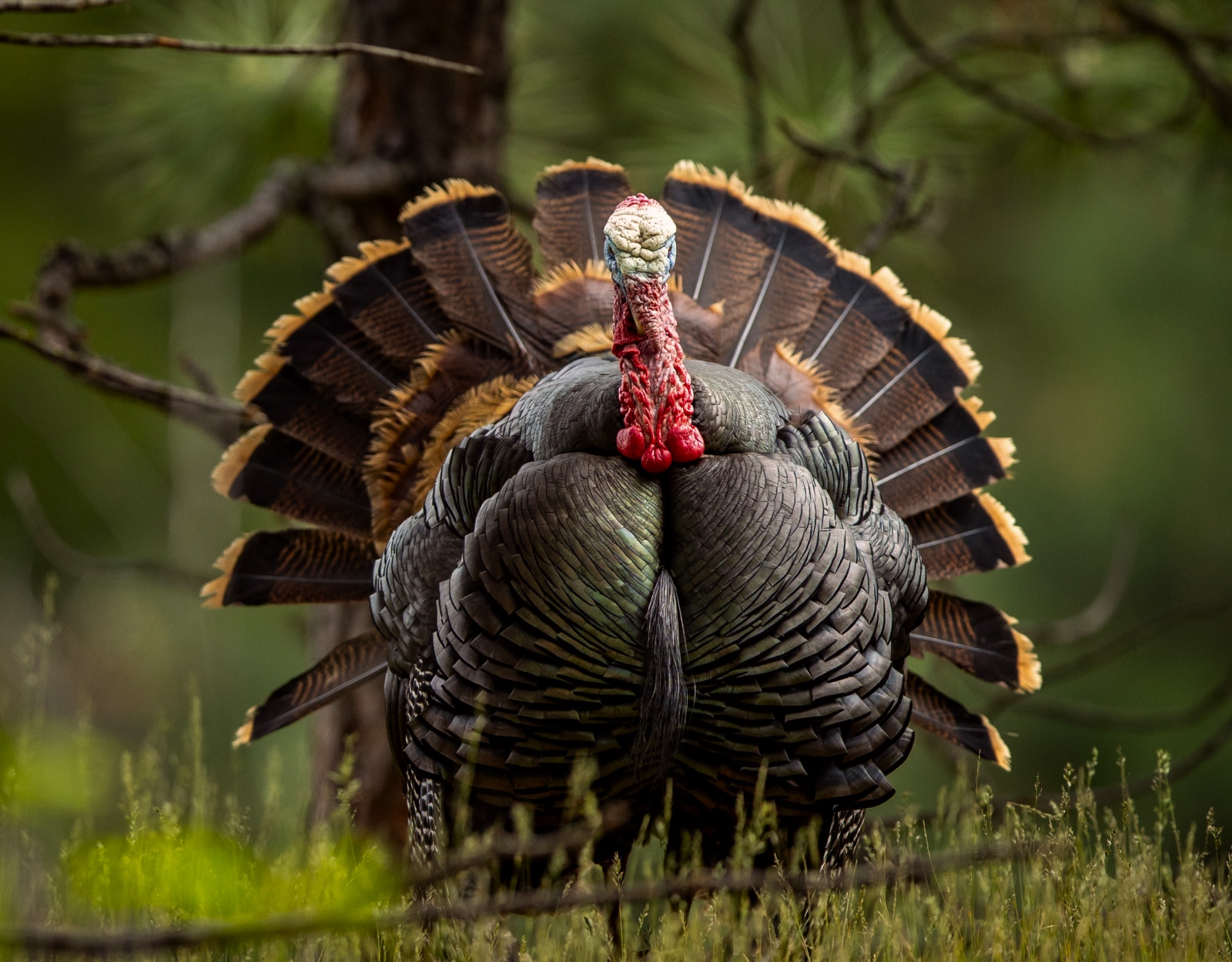 A strutting male turkey.