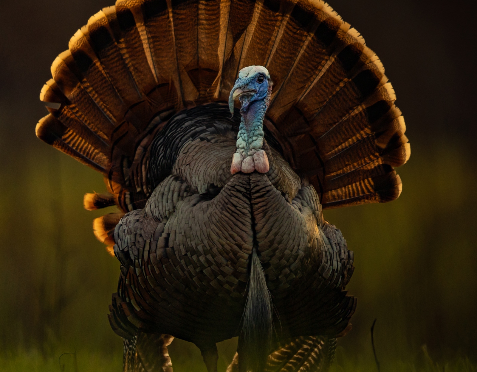 A wild turkey strutting with his tail fan.