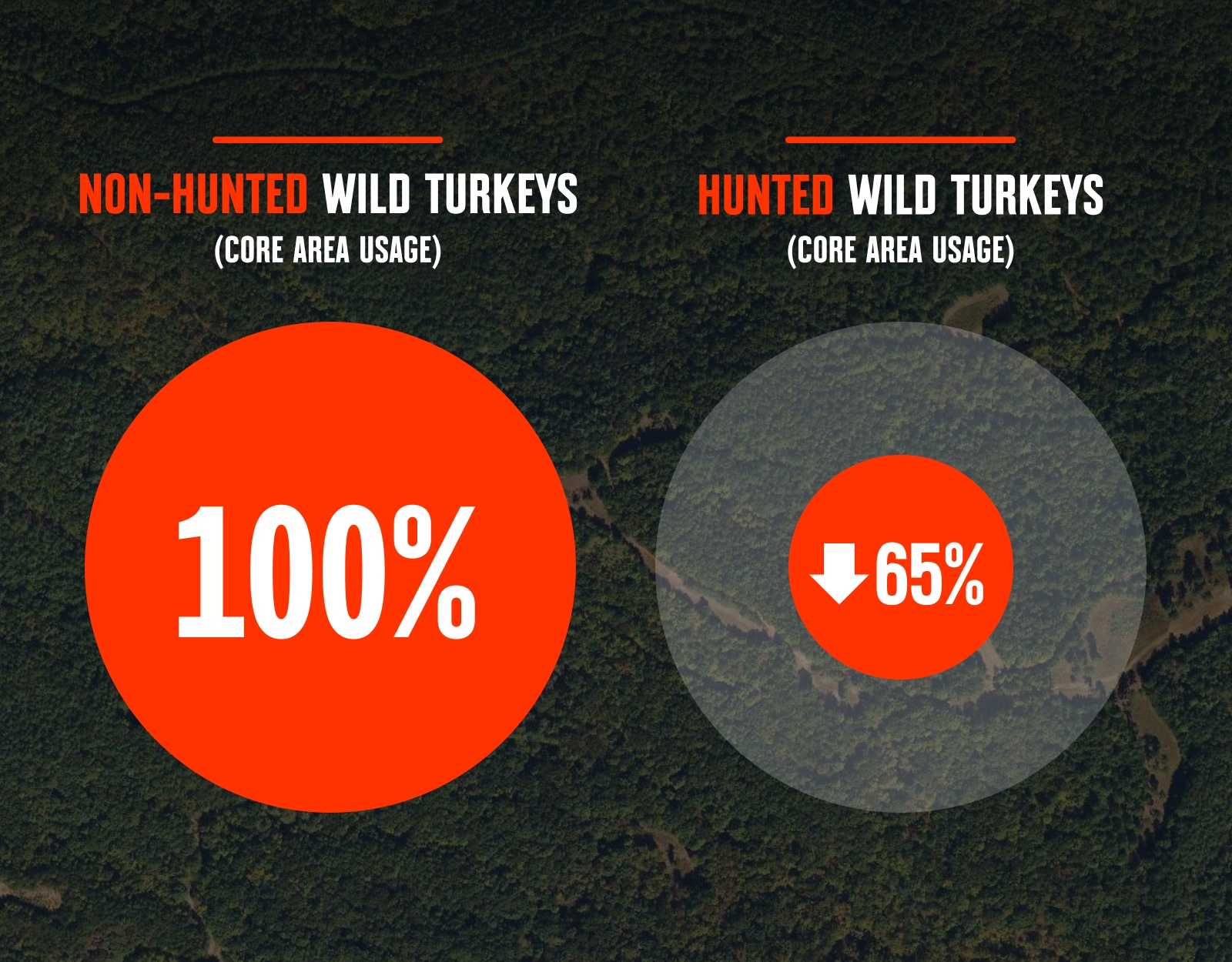Infographic detailing male turkey behavior in relation to hunting pressure.