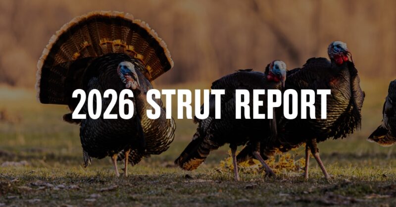 Strutting turkeys with "2026 Strut Report" overlaid in white font.
