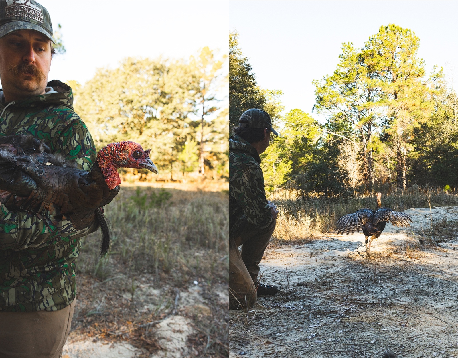 Biologists release turkeys in the wild.