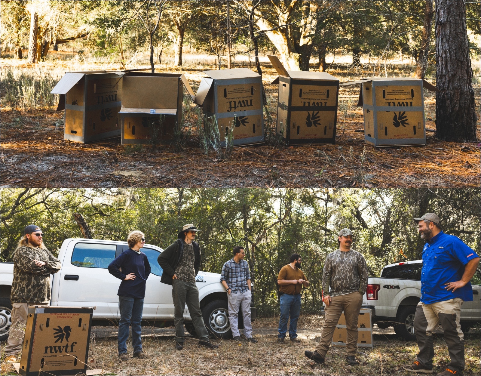 Biologists release turkeys in the wild.
