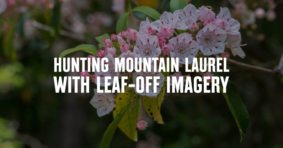 A close-up of pale pink mountain laurel blooms.